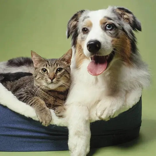 Laisse pour animaux de compagnie The Companion's Lounge